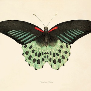 Green Butterfly print antique prints Nature art print butterfly decor old prints wall art modern Home decor wall garden art print French art