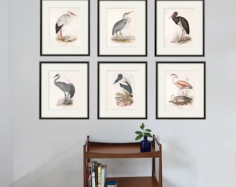アート・デザイン・音楽 CLASSIC NATURAL HISTORY PRINTS BIRDS アート