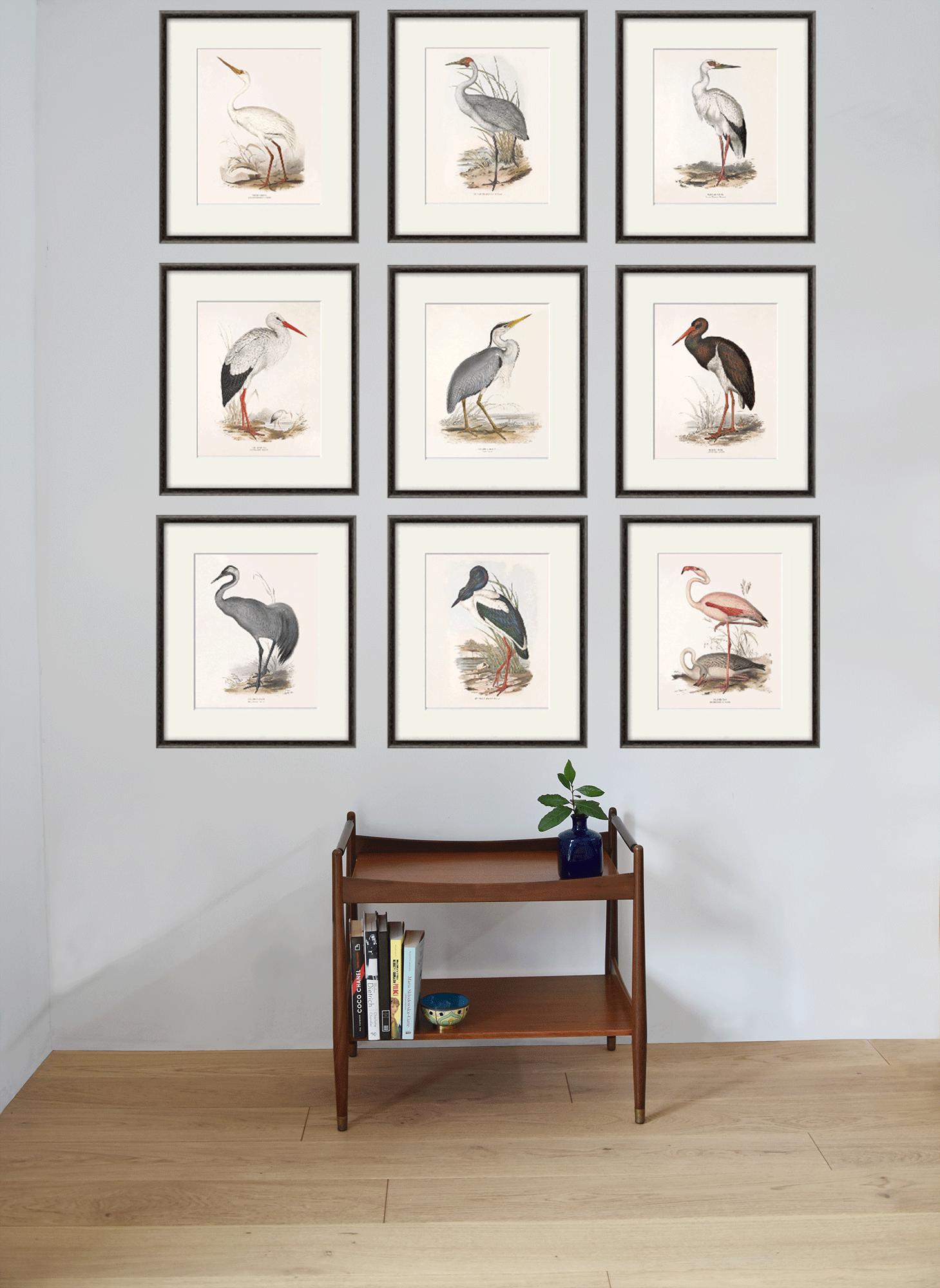 Antique Bird Print Set: Victorian Natural History Art (set of 9