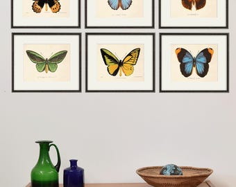 Antique Butterfly Art Print Set, Victorian Natural History Decor