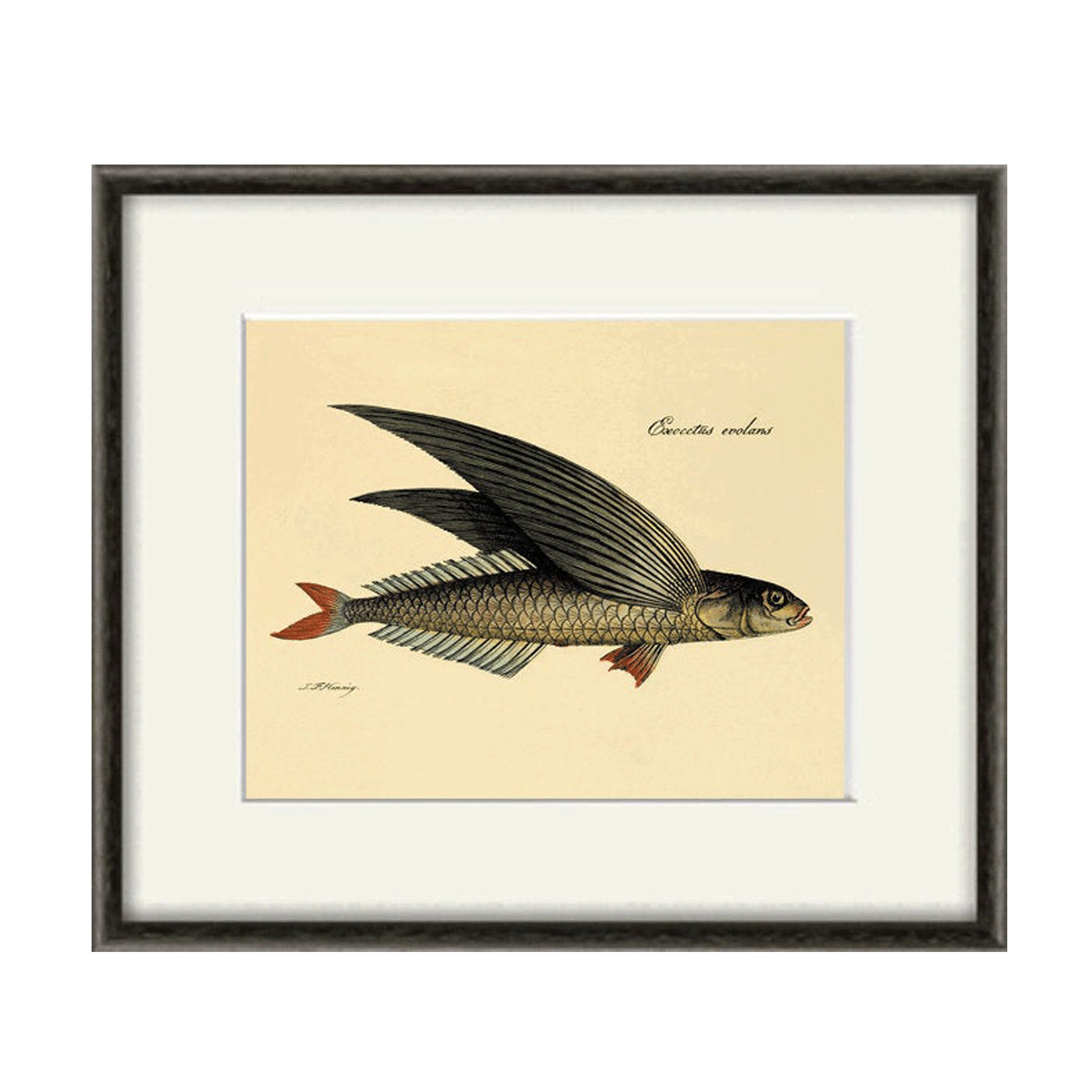 Flying Fish art print Vintage sea art print fish wall art Etsy
