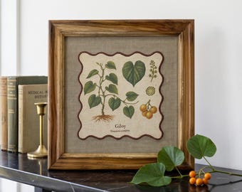 HERB wall art, Giloy motif with wooden frame, 12X12 inches