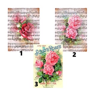 Könnte beinhalten: Drei Vintage-Bilder mit rosa Rosen vor einem Hintergrund aus Notenblättern. Die ersten beiden Bilder zeigen rosa Rosen vor einem Hintergrund aus Notenblättern. Das dritte Bild zeigt eine Vintage-Werbung für Scott's Roses mit einem Strauß rosa Rosen.
