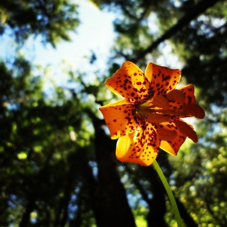Tiger Lily Flower Essence Etsy