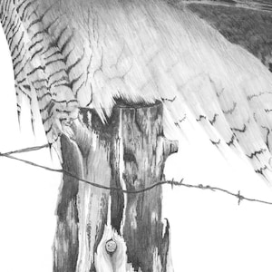 Puesto de Descanso - Gran Búho Cuerno, aves, arte, lápiz, dibujo de vida silvestre, Pájaro de presa, Vida Silvestre norteamericana