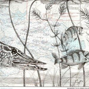 The Chase - Pike, Perch, Rideau Lakes, Fish,Bass fishing, Rideau Lakes, Fish Art, Wall Art, Mappe, Carte Nautiche, Fauna selvatica, Animali, Uccelli