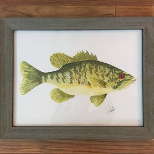 Lobina Bass - Plumas de pincel de acuarela - Señuelos de pesca, señuelos vintage, arte de pescado, arte de la pared, mapas, náutico, vida silvestre, aves, marina