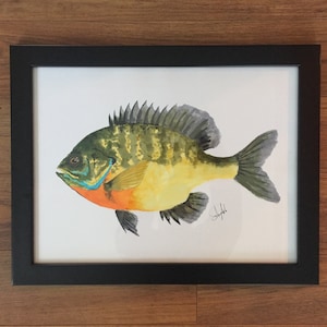 Bluegill Sonnenfisch - Aquarell Pinsel Stifte - Angelköder, Vintage Köder, FischKunst, Wandkunst, Karten, nautische, Tierwelt, Vögel, Marine