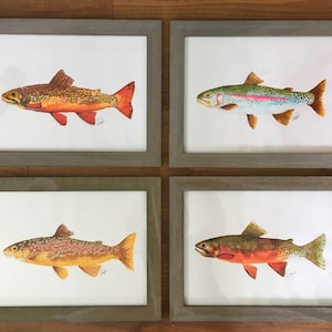Conjunto de las 4 Truchas - Sin Enmarcar - Arco Iris, Arroyo, Marrón o Garganta - Pescado, Arte de Pescado, Arte de Pared, Mapas, Náutico, Vida Silvestre, Aves, Marina