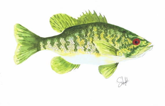 Smallmouth Bass Watercolour Brush Pens Fishing Lures, Vintage Lures, Fish  Art, Wall Art, Maps, Nautical, Wildlife, Birds, Marine -  Canada