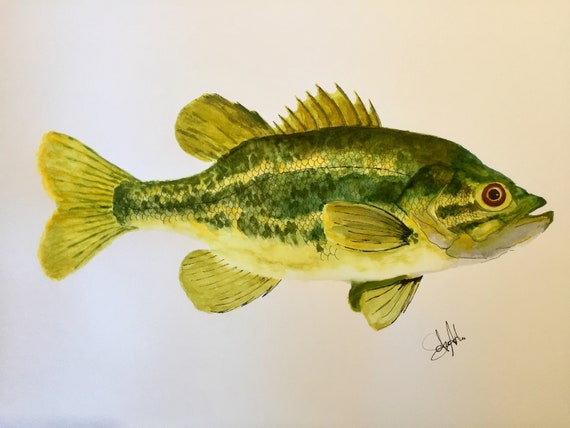 Largemouth Bass Watercolour Brush Pens Fishing Lures, Vintage Lures, Fish  Art, Wall Art, Maps, Nautical, Wildlife, Birds, Marine -  Canada