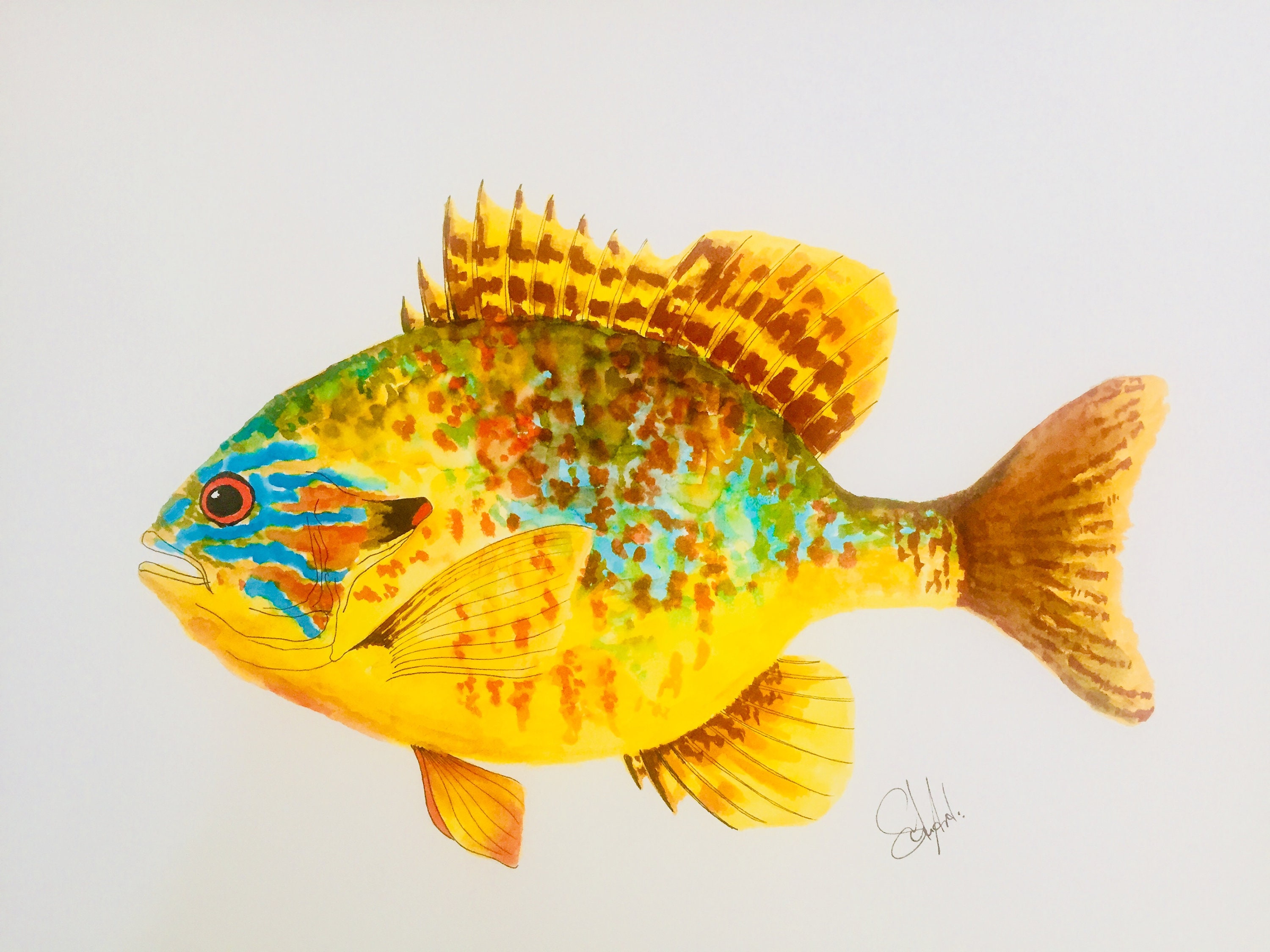 Pumpkinseed Sunfish Watercolour Brush Pens Fishing Lures, Vintage Lures,  Fish Art, Wall Art, Maps, Nautical, Wildlife, Birds, Marine -  Canada