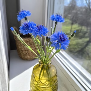 Könnte beinhalten: Eine kleine, gelb-grüne Glasvase mit geometrischem Muster enthält einen Strauß leuchtend blauer Kornblumen. Die Blumen haben zarte Blütenblätter und grüne Stiele. Die Vase steht auf einer weißen Fensterbank, im Hintergrund ist ein Weidenkorb zu sehen.