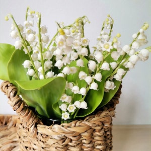 May include: A bouquet of white lily of the valley flowers in a woven wicker basket.