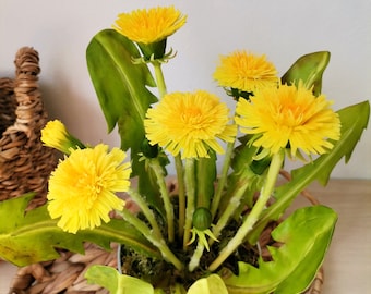 Handmade dandelions, made of air dry polymer clay, clay flowers, home decor, idea for a gift