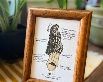 Morchel Pilz Druck, 5 x 7 Pilz Kunst, Büttenpapier