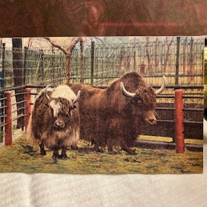 Iaque raro em uma caneta do zoológico da Ringling Brothers Arte antiga colecionável Itografado Cartão postal dividido adequado para emolduramento