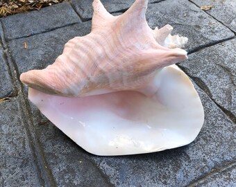 Rare Gorgeous Vintage Large Pink Conch Sea Shell Nautical Beachy Decor Beach Party Table Decoration Wedding Style Bookshelf Coffee Table