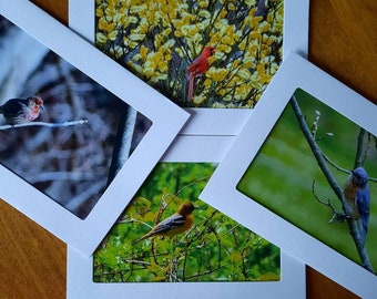 Fine Art Photo Note Cards Songbird Set of 4