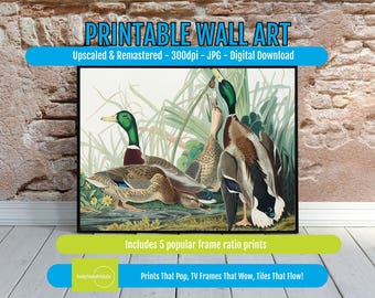 Vintage Duck Print Mallard Waterfowl Art, Antique Botanical Wall Decor, Rustic Nature Wildlife Poster, Digital Download