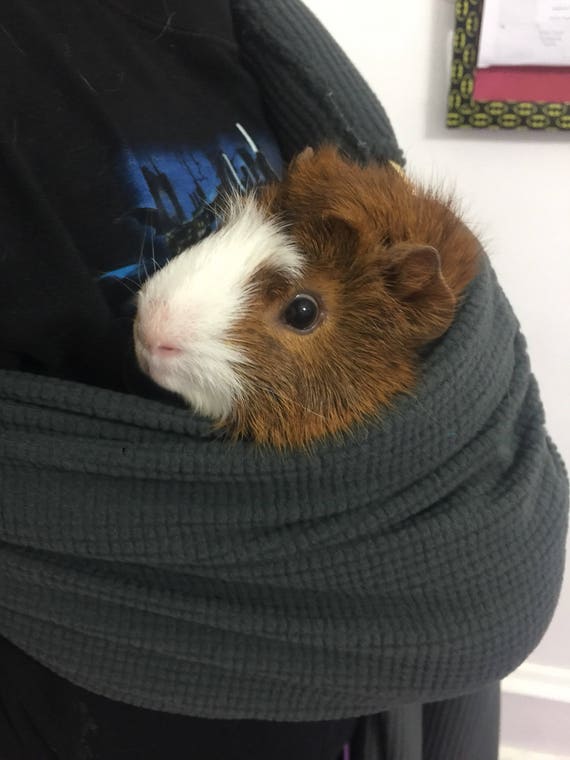 guinea pig carrier