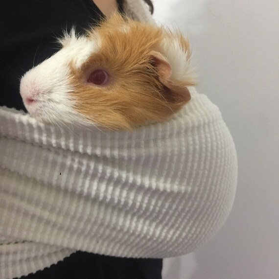 guinea pig carrier