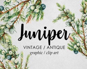 Vintage Juniper Berry Branch Clipart (Graphic) Botanical Illustration Instant Download Image for crafting, invitations, commercial use