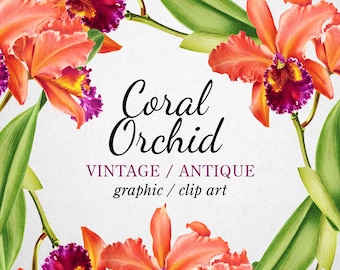 Vintage Coral & Purple Orchid Clipart (Graphic) Botanical Illustration Instant Download Image for crafting, invitations, commercial use
