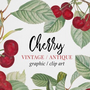 Vintage Red Cherry Branch Clipart (Graphic) Botanical Illustration & Border Instant Download Image for crafting, invitations, commercial use