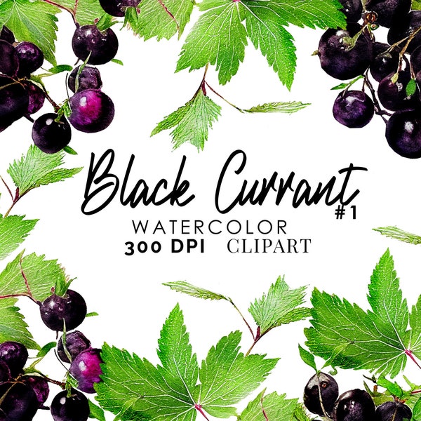 Vintage Black Currant Branch Clipart (Graphic) Botanical Illustration &Border Instant Download Image for crafting,invitations,commercial use