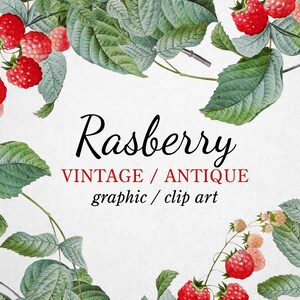 Vintage Raspberry Branch Clipart (Graphic) Botanical Illustration Instant Download Image for crafting, invitations, commercial use