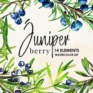 Juniper Berry Watercolor Set (Graphic Clipart) Botanical Illustration, Wreath, Border, Berries, Beautiful Invitation PNG, Instant Download