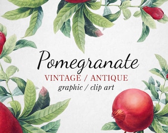 Vintage Granat Clipart (Grafika) Botaniczna Ilustracja Natychmiastowe Pobieranie Obraz do Tworzenia, Zaproszeń, Użytku Komercyjnego
