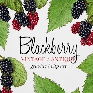 Vintage Blackberry Branch Clipart (Graphic) Botanical Illustration & Border Instant Download Image for crafting, invitations, commercial use