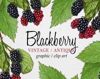 Vintage Blackberry Branch Clipart (Graphic) Botanical Illustration & Border Instant Download Image for crafting, invitations, commercial use