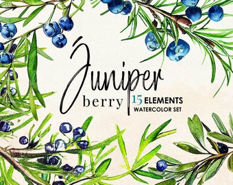 Juniper Berry Branch Watercolor Set Clipart (Graphic) Botanical Illustration Instant Download Image for crafting, invitations, commercial
