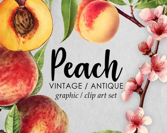 Vintage Peach Set Flower + Fruit Clipart (Graphic) Botanical Illustration Instant Download Image for crafting, invitations, commercial use
