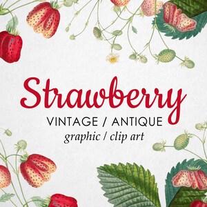 Vintage Strawberry Plant Clipart (Graphic) Botanical Illustration Instant Download Image for crafting, invitations, commercial use