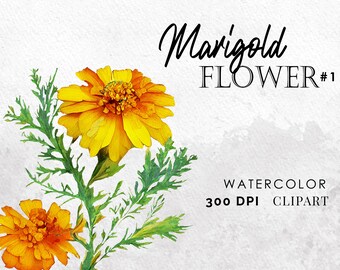 Peut inclure: Clipart aquarelle d'une fleur de souci avec des feuilles vertes. L'image est intitulée "Marigold FLOWER #1 300 DPI CLIPART".