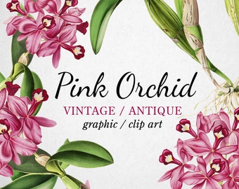 Vintage Pink Orchid Clipart (Graphic) Botanical Illustration Instant Download Image for crafting, invitations, commercial use