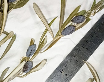 Real olive tree branches, natural dried botanical for decoration, wreaths, table center piece, sculpture...Anything you can imagine...