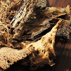 May include: A pile of dried, light brown, delicate, and lacy plant material. The material is arranged in a loose, organic pile, with some pieces overlapping.