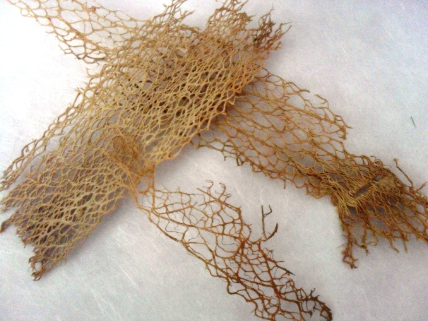 Cactus Lace Fiber Sheets, You Choose Thickness, Natural Dried Botanical for  Collage, Sculpture. Husk/skeleton, Metal Casting/plating - Etsy Singapore