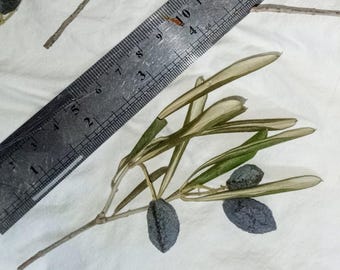 Real olive tree sprigs, natural dried botanical for decoration, wreaths, table center piece, sculpture...Anything you can imagine...