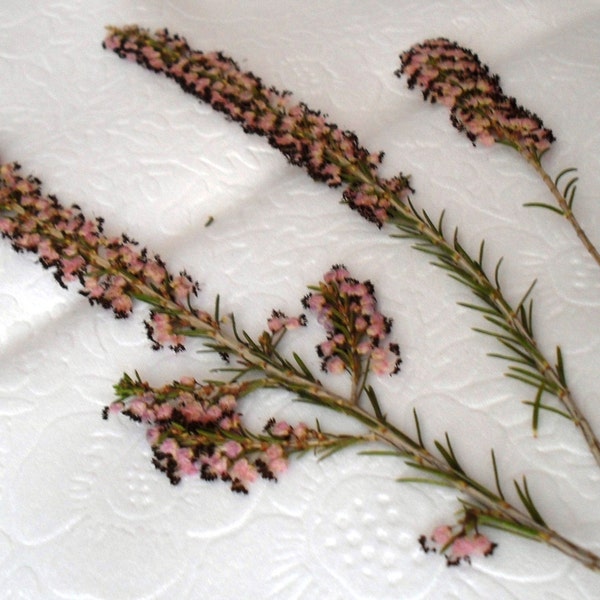 Dried Pressed Flowers / Botanicals. Large pink Heather stems, beautiful bright colour.