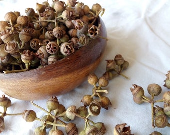 Dried Eucalyptus seed pods, nuts, great table decoration, vase or bowl filler. Incense or natural magical botanical wicca ingredient