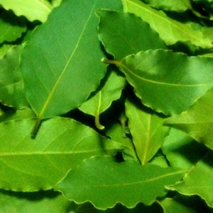 Lagerblad (Laurus nobilis) plockade från min ekologiska trädgård i Turkiet. Nyplockade, torkade, smulade och skickade till dig. Hälsosamma och goda!