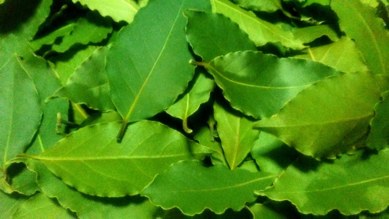 Bay leaves Laurus nobilis picked from my organic garden in Turkey. Freshly picked, dried, crumbled and sent to you. Healthy and delicious image 1