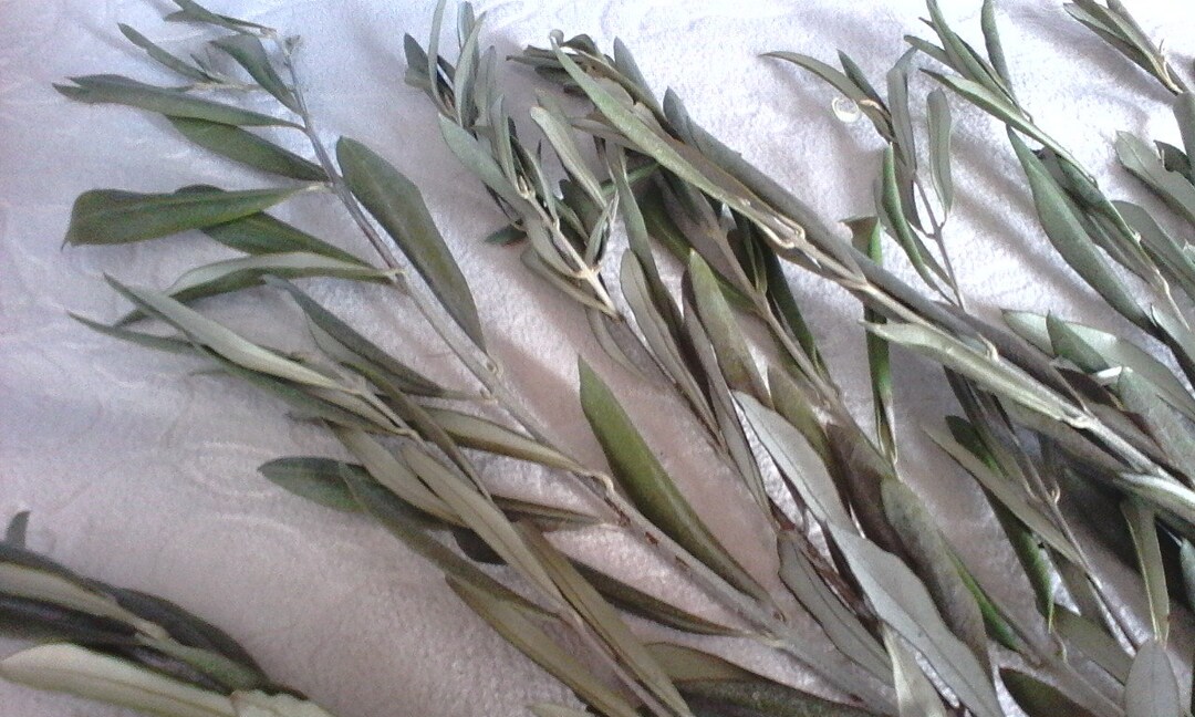 12/20 Real Olive Branches, Natural Dried Botanical for Decoration