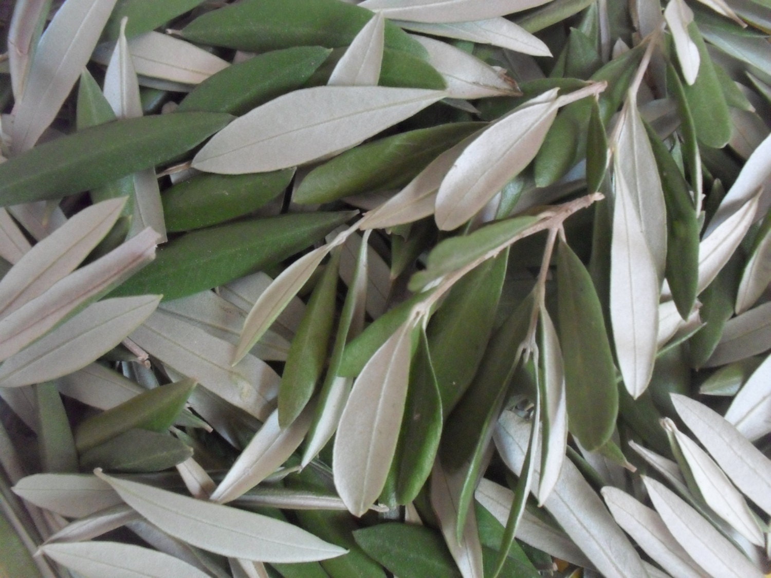 Dried Olive leaves for tea and herbal infusions Etsy